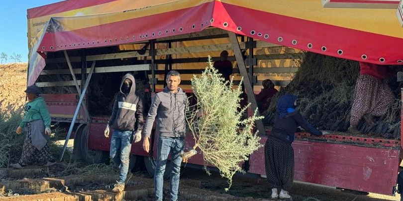 Tuz Çalısı Fidanları Malatya Meralarında Yeni Bir Dönemi Başlatıyor