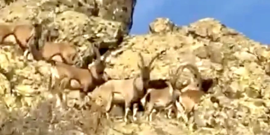 Vali Yavuz’dan Doğal Yaşam Çağrısı: “Yaban Keçilerine Sahip Çıkmalıyız”