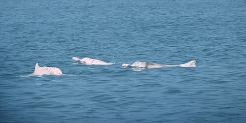 Yapay Zeka Çözümü Çin Beyaz Yunuslarının Korunmasında Erken Başarı Gösterdi