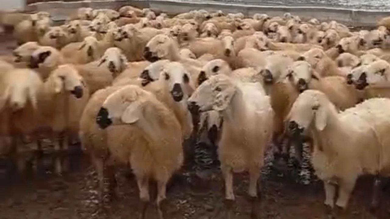 Yarımca’da Kar Altında Zorlu Üretim