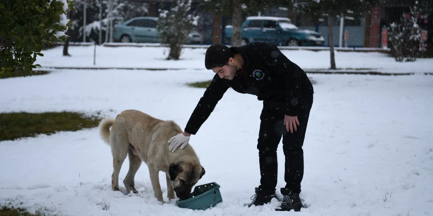 Yeşilyurt Belediyesi, Kar Yağışı Sonrası Sokak Hayvanlarını Unutmadı
