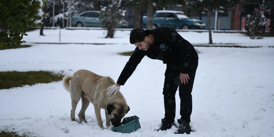 Yeşilyurt Belediyesi, Kar Yağışı Sonrası Sokak Hayvanlarını Unutmadı
