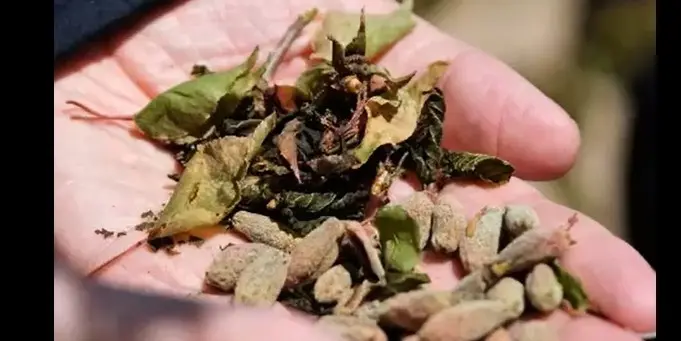 Zirai Don Riskine Karşı Üreticilere Kritik Uyarı: Önlemler Tek Tek Sıralandı